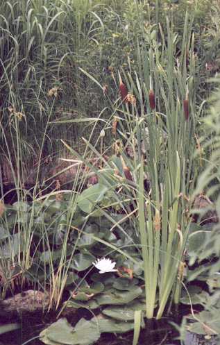 after picture: pond close-up