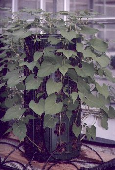  Bean plants one week after transplant 