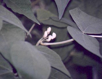  Beans  2.5 weeks after transplant: first flowers 