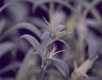  Dianthus bud getting ready for the Fair