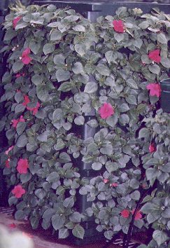  Impatiens  3 weeks after transplant 