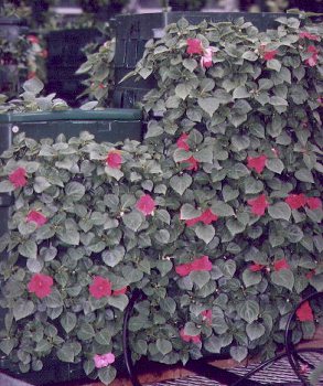  Impatiens 4 weeks after transplant 