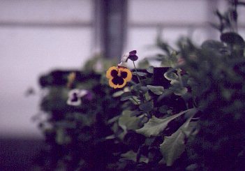  Pansies  4 weeks after transplant 