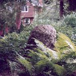 ROCK WITH FERNS, click to view enlarged