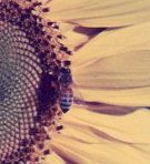 A busy bee on a sunflower