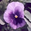 Pansy Flower the the Vertical Garden